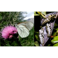 Black-veined White crataegi 5 pupae Black-veined White crataegi 5 pupae